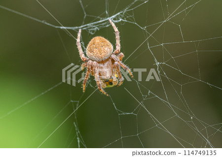 Kogeta Onigumo 114749135