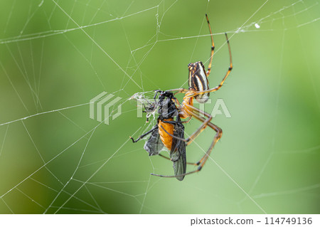 Leucauge blica 蜘蛛的捕食 114749136