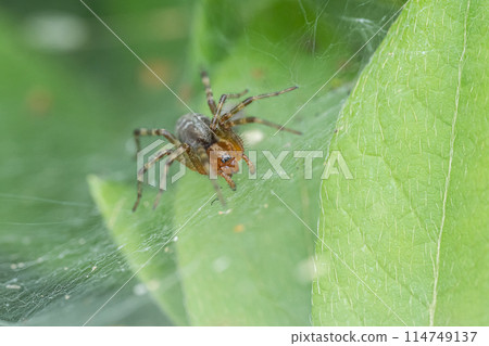 Bunting spider (subadult) 114749137