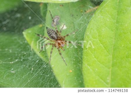 庫薩蜘蛛（亞成體） 114749138