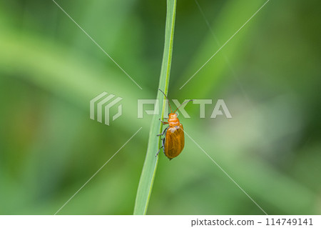 玉米根蟲 玉米根蟲 114749141