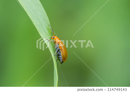 玉米根蟲 玉米根蟲 114749143