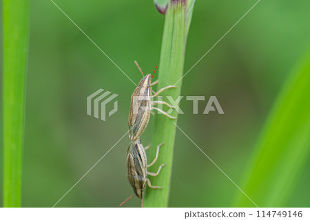 鵪鶉臭交配 114749146