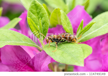 Polistes jokahamae Polistes jokahamae 114749149