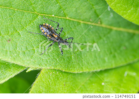 輝核龜幼蟲 輝核龜幼蟲 114749151