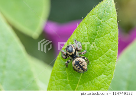 跳蛛（貓蠅） 114749152