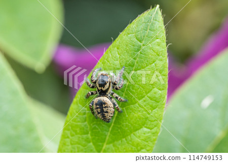 Jumping spider (cat fly) Jumping spider (cat fly) 114749153