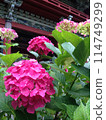Hydrangea of Amabiki Kannon 114749299