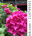Hydrangea of Amabiki Kannon 114749301