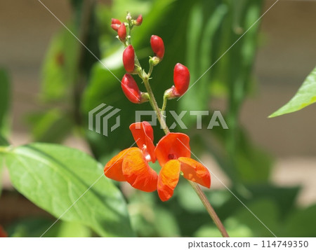 花豆花 花豆花 114749350