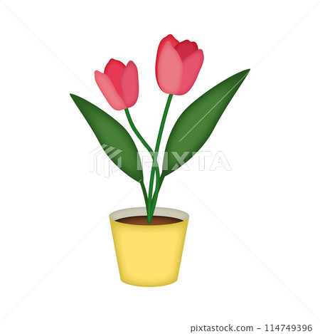 Potted tulip 114749396