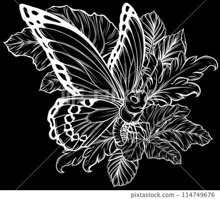 butterfly in white line on black background butterfly in white line on black background 114749676