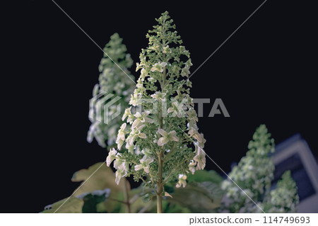 White Kashiba Hydrangea 114749693