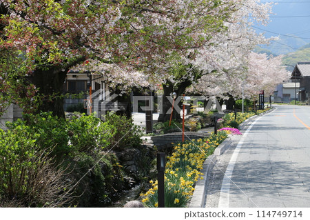 A row of cherry trees along the Okawa Weir 114749714