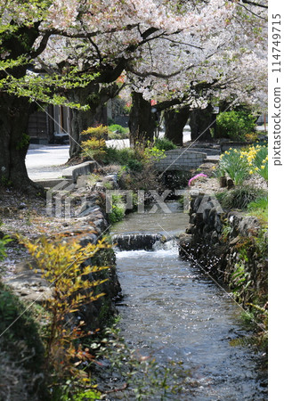 A row of cherry trees along the Okawa Weir 114749715
