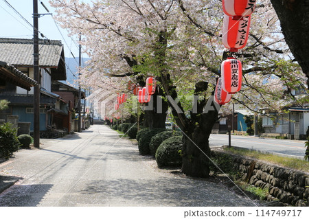 小川堰水流下的一排櫻花樹 小川堰水流下的一排櫻花樹 114749717
