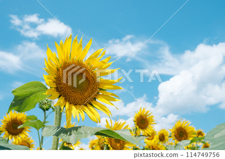 sunflower	 114749756