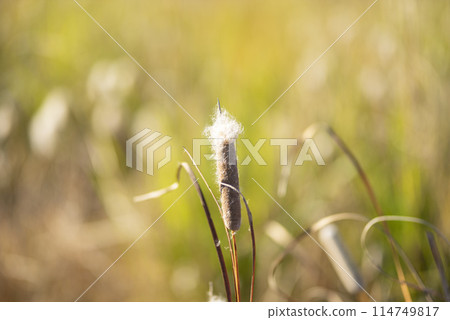 香蒲在風中搖曳 香蒲在風中搖曳 114749817