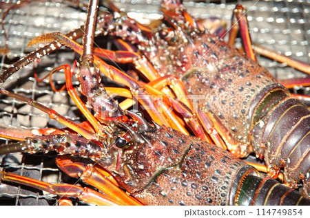 Charcoal-grilled Ise shrimp 114749854