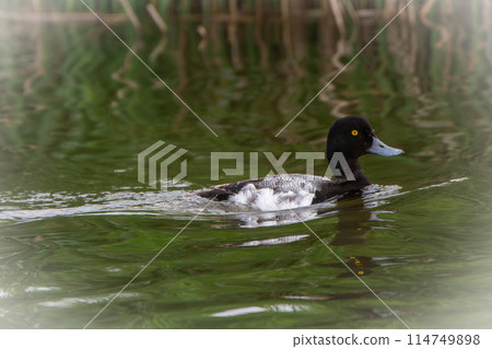 A mallard in early summer in June in Hokkaido. A mallard in early summer in June in Hokkaido. 114749898