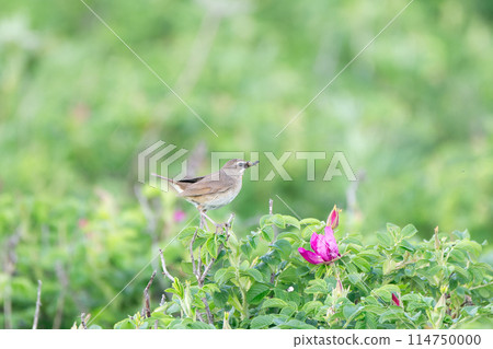 北海道初夏六月的諾戈馬。 114750000