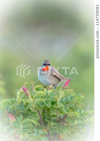 Nogoma flowers in early summer in Hokkaido in June. 114750091