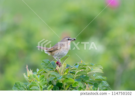 Nogoma flowers in early summer in Hokkaido in June. 114750102