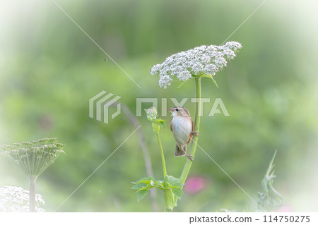 A bush warbler in early summer in June in Hokkaido. A bush warbler in early summer in June in Hokkaido. 114750275