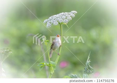 A bush warbler in early summer in June in Hokkaido. A bush warbler in early summer in June in Hokkaido. 114750276