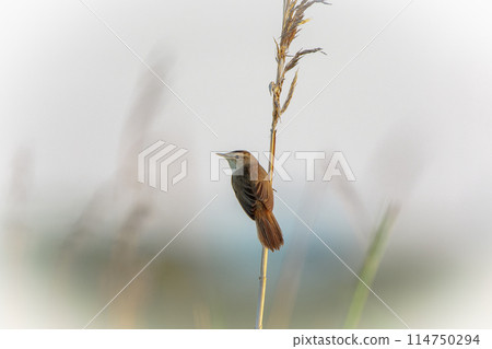 A bush warbler in early summer in June in Hokkaido. A bush warbler in early summer in June in Hokkaido. 114750294