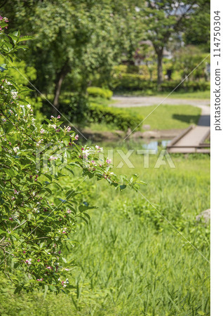 Shinrin Park Fujisawa City, Kanagawa Prefecture 114750304