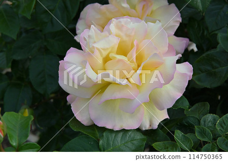 Pink and white rose flowers Pink and white rose flowers 114750365