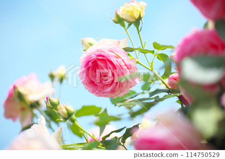 有藍天和桃紅色的羅斯 114750529
