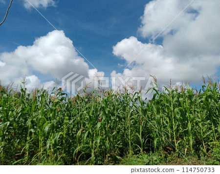 Cumulonimbus cloud and corn field 114750733