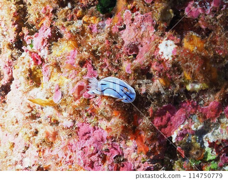 Misole Umizushi Misole Umizushi 114750779