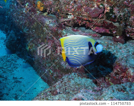 Tatejima Kinkaku Dai Tatejima Kinkaku Dai 114750783