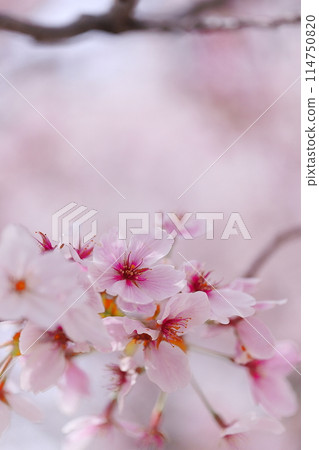 Cherry blossoms in full bloom that herald the arrival of spring Cherry blossoms in full bloom that herald the arrival of spring 114750820