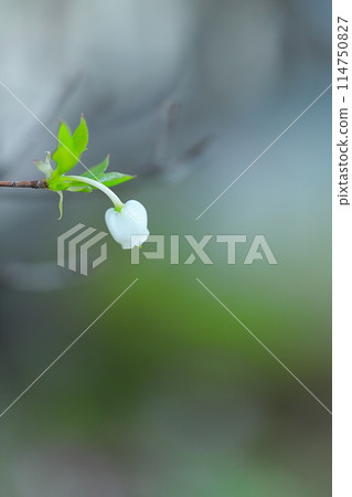 夢幻般的鈴蘭 夢幻般的鈴蘭 114750827