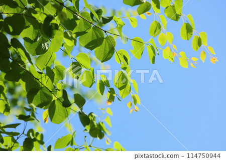 The new greenery of katsura trees stands out against the blue sky [Blue sky background] 114750944