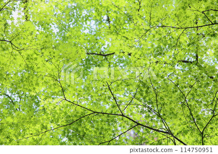 Fresh green maple Fresh green maple 114750951