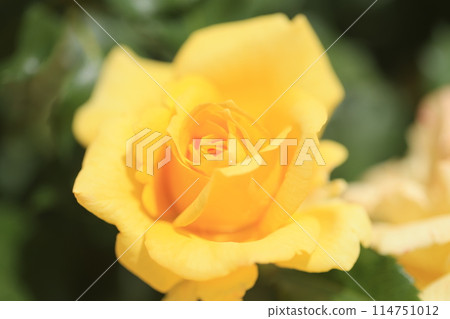 Yellow roses blooming in a rose garden 114751012