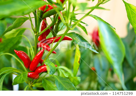 Red pepper 114751299