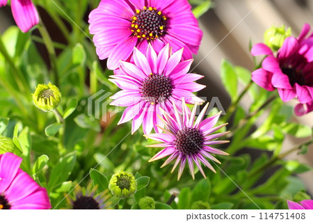 African marigold flower African marigold flower 114751408