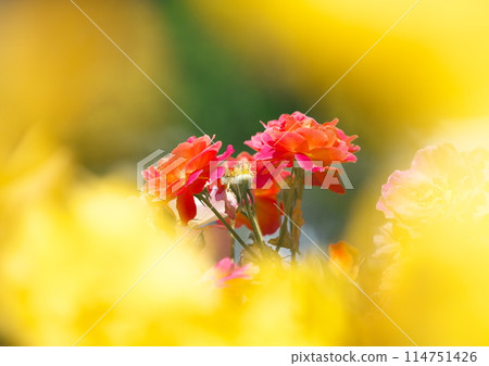 公園裡盛開的春天玫瑰 114751426