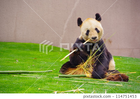 Panda eating bamboo at Adventure World Panda eating bamboo at Adventure World 114751453