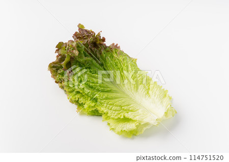 陽光明媚的生菜葉 114751520