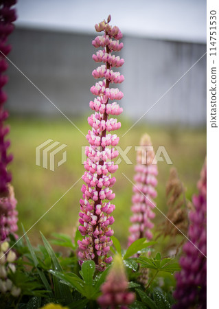 Lupine blooms from spring to early summer Lupine blooms from spring to early summer 114751530