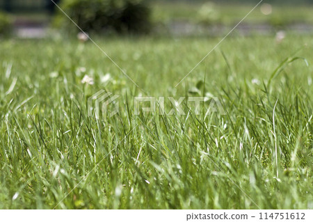 Lawn with bright fresh high green grass and decorative bushes lit by sun on spring or summer day. 114751612