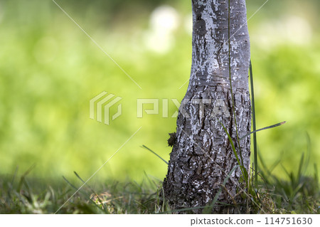 Close-up detail of isolated lit by summer sun growing alone strong black and white tree trunk on bright grassy green blurred sunny bokeh background. Beauty of nature, vintage effect concept. 114751630