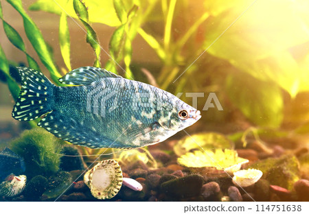 Nice one gray and blue big fish swimming in aquarium on blurred bright sunny background of water plants, shells and moss. Keeping aquarium fish at home concept. Nice one gray and blue big fish swimming in aquarium on blurred bright sunny background of water plants, shells and moss. Keeping aquarium fish at home concept. 114751638